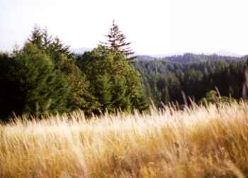 Field near building