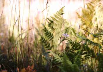 Close up of plants used for building